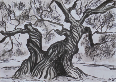 Millennium Olive Tree II